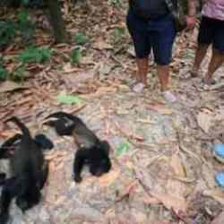 Aşırı sıcaktan 147 maymun &ouml;ld&uuml;