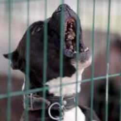 Başıboş k&ouml;pek tasarısı ne zaman Meclis'te olacak? AK Parti'den a&ccedil;ıklama!