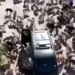 Başıboş köpekler nedeniyle sokaklar adeta yürünemeyecek hale geldi