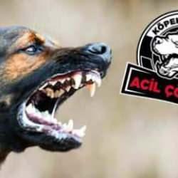 Başıboş sokak köpeği anketinde çarpıcı sonuç! Vatandaşlar son noktayı koydu