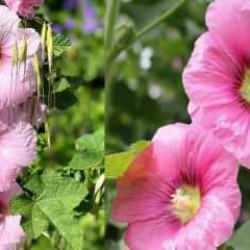 Hatmi çiçeği faydaları nelerdir? Hatmi çiçeği çayı ve yağı nasıl kullanılır?