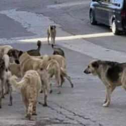 Köpekseverlerden barınak baskısı! Hukukçular uyardı: Yetkililer sorumlu olur