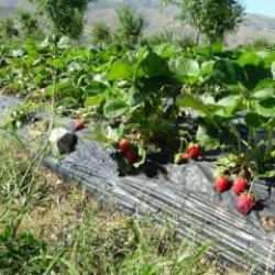 Malatya'daki çiftçi siparişlere yetişemiyor