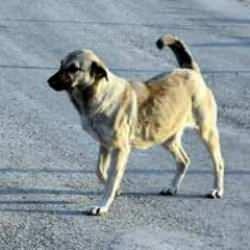 &lsquo;Sokak k&ouml;pekleri&rsquo; sorunu i&ccedil;in nasıl bir &ccedil;&ouml;z&uuml;m yolu geliyor?