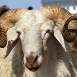 10 soruda vekaletle kurban kesimi