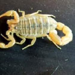 40 yıldır bilinen akrebin, yeni bir t&uuml;r olduğu keşfedildi