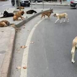 'Aç kalmasınlar' diye tarihi yarımadaya başıboş köpek transferi! 