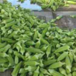 Aydın&rsquo;da bamya hasadı başladı