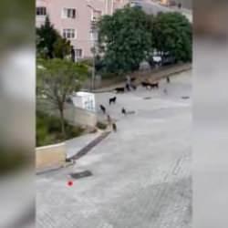 Başıboş köpek çetesi görenleri dehşete düşürdü