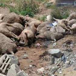 Başıboş köpek sürüleri dehşet saçtı! Korkunç manzara!