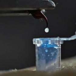 Bir damlasının fiyatı dudak u&ccedil;uklatıyor! Ayda 25-30 gram elde ediliyor