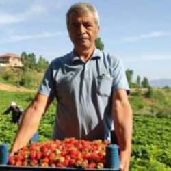 Çilek üreticileri düşen fiyatlara tepki gösterdi