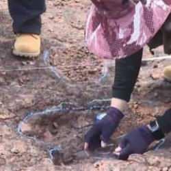 Çin'de keşfedildi! Tam 120 milyon yıl öncesine ait...