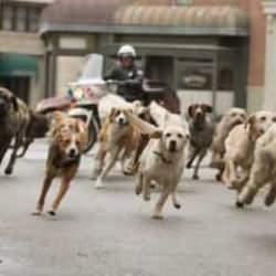 Dehşet sa&ccedil;maya devam ediyorlar! Diyanetin sokak k&ouml;peği g&ouml;r&uuml;ş&uuml; belli oldu...