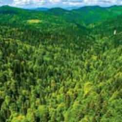 İzmir'de 26 bölgedeki ormanlık alanlara giriş yasaklandı