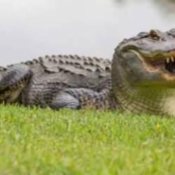 Kayıp kadın timsahın ağzında bulundu