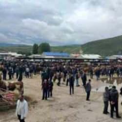 Kurbanlıklar görücüye çıktı: İşte fiyatlar