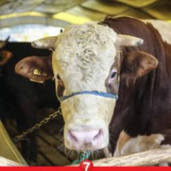 Migros, A101, CarrefourSA 2024 kurbanlık fiyatları ne kadar? Küçükbaş ve büyükbaş kurban...