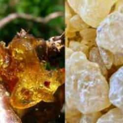 Sandaloz sakızı nasıl kullanılır, faydaları nelerdir ? Sandaloz sakızı ile zayıflamak...