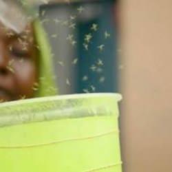 Genetiği değiştirilmiş sinekler doğaya salındı!