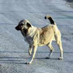 Türkiye'de 5 yıldır kuduz vakaları nedeniyle 12 ilde karantina uygulandı