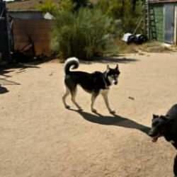 Ülke ülke Avrupa başıboş köpek sorununu nasıl çözdü?