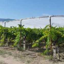 &Uuml;z&uuml;m bağlarında dolu t&uuml;l yaygınlaşıyor