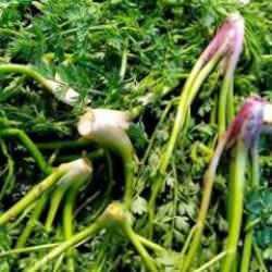 Yemlik otu nasıl yenir, faydaları nelerdir? Yemlik otu nerede yetişir?