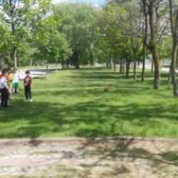 Yer: Sivas! Yine başıboş köpek dehşeti! 