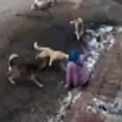 9 k&ouml;peğin saldırısına uğrayan kadın sokağa &ccedil;ıkamaz oldu