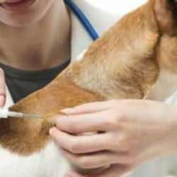 Türkiye'de çip takılan köpek sayısı açıklandı