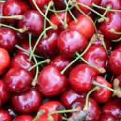 Amasya’da dalları kiraz bastı, rekolte 50 bin ton