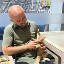 Başıboş sokak k&ouml;pekleri anne kedi ve 2 yavrusunu par&ccedil;alayarak &ouml;ld&uuml;rd&uuml;