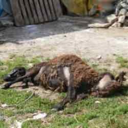 İstanbul'da başıboş köpek dehşeti: 2 küçükbaş hayvanı telef ettiler