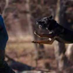 Kanayan yarayı durduracak kanun teklifine MHP’den destek! Haber7’ye önemli açıklama