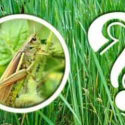 Konsantrasyonu sınayan zorlu test: Otların arasındaki çekirgeyi 10 saniye de bulabilir misin?