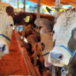 Kurban Bayramı'nda kesilecek kurban sayısı belli oldu