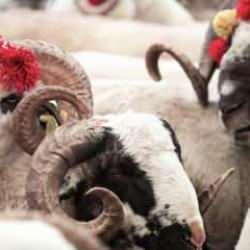 Milyonlarca kişi merak ediyor! Bayram namazı ka&ccedil;ta? Kurban kesimi nasıl olmalı?