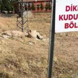 Şanlıurfa'da 2 mahalle, 'kuduz' nedeniyle karantinaya alındı