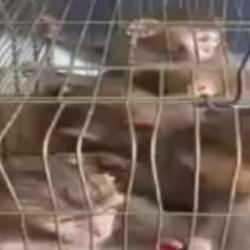 Şırnak'ta 6 Hint şebeği ele ge&ccedil;irildi