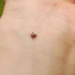 Sivas'ta kene kabusu devam ediyor: Bir kişi daha hayatını kaybetti