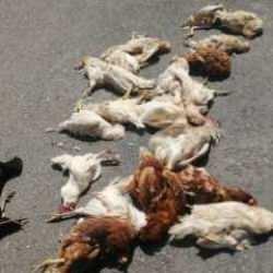 Sokak k&ouml;pekleri k&uuml;mes hayvanlarını telef etti