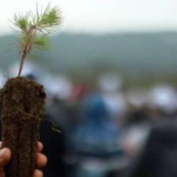 TEMSAN ve TKİ, T&uuml;rkiye &Ccedil;evre Haftası'na &ouml;zel fidan dikim etkinliği d&uuml;zenledi