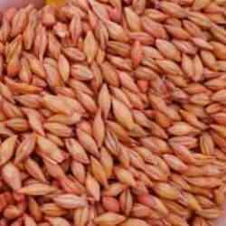 Yüzde 75 hibe destekli arpa hasadı başladı
