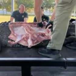 ABD'de evsiz kadını yiyen timsahın midesini a&ccedil;tılar