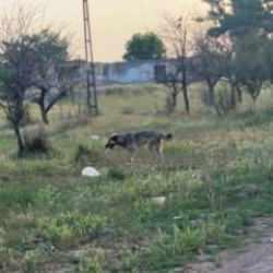 Ankara'da başıboş k&ouml;pekler 4 koyunu telef etti