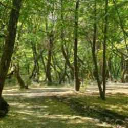 Ankara'da ormanlık alanlara girişler yasaklandı!