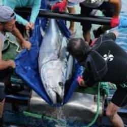 Antalya'da 32 orkinosa uydu cihazı takıldı!