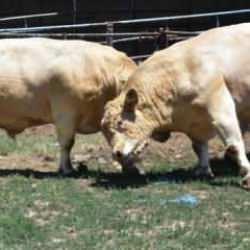 İllere göre kurban kesim noktaları! İstanbul, İzmir ve Ankara: İşte cezaları...