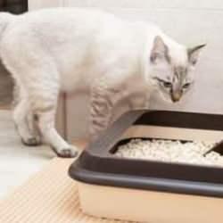 Kedi tuvaleti kokusunu anında yok eden mucize formül: Kedinizin tuvaleti artık kötü koku yaymayacak!